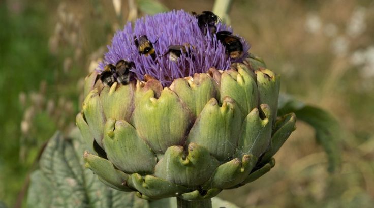 a purple flower with bees sitting on it