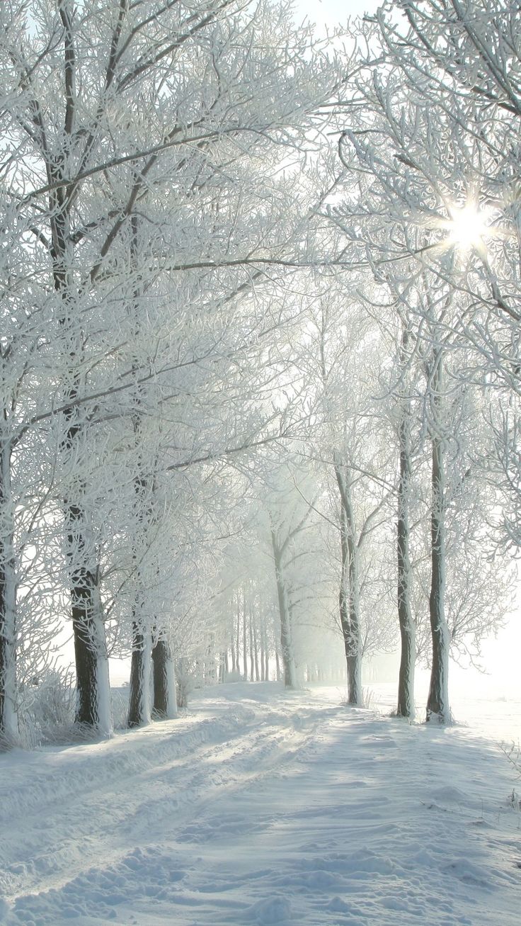 the sun shines brightly through the trees on a snowy path between snow - covered trees