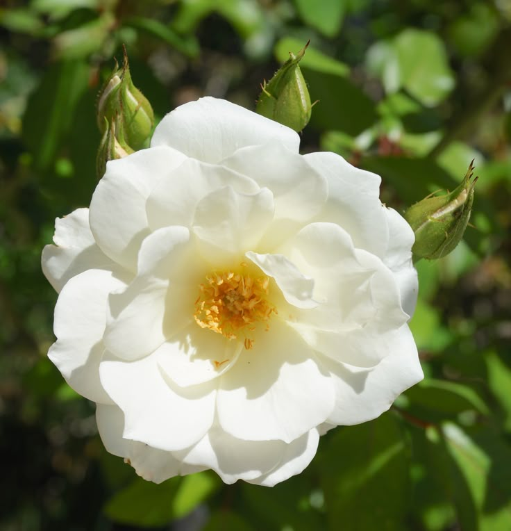 a white rose with green leaves in the background