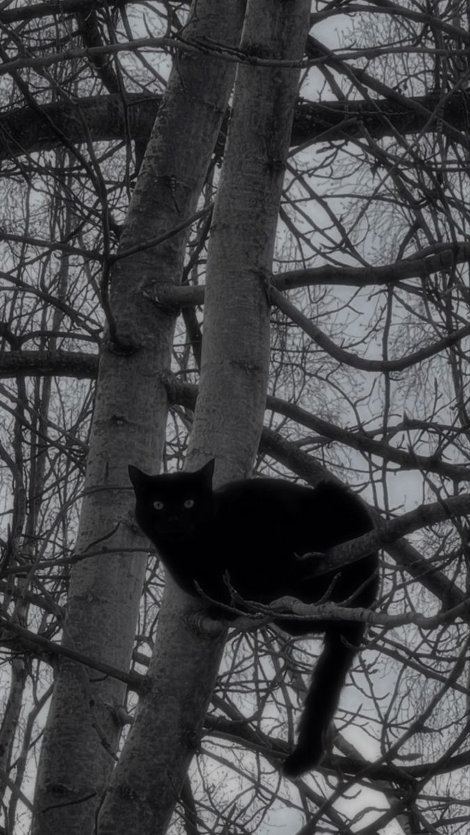 I just found this cat on a tree so .. A Black Cat, A Black, The Middle, Black Cat, Forest, Black