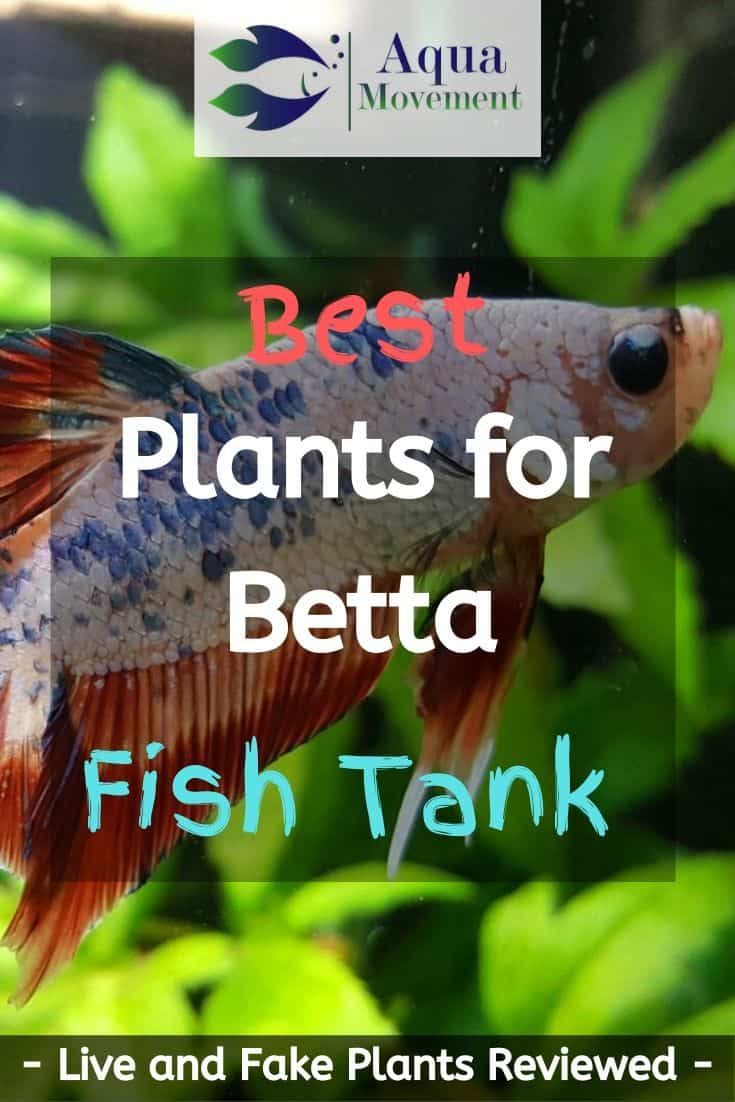 the best plants for betta fish tank