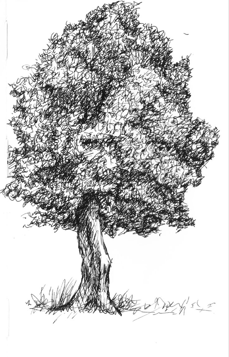 an ink drawing of a tree in the grass