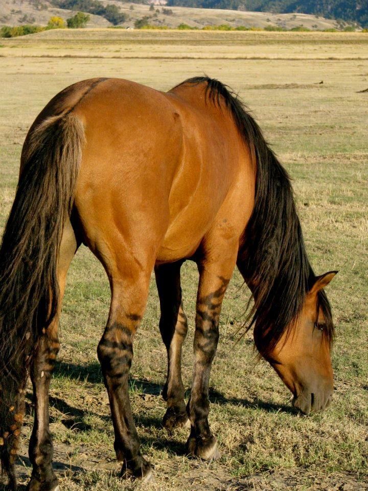 a brown horse eating grass in a field