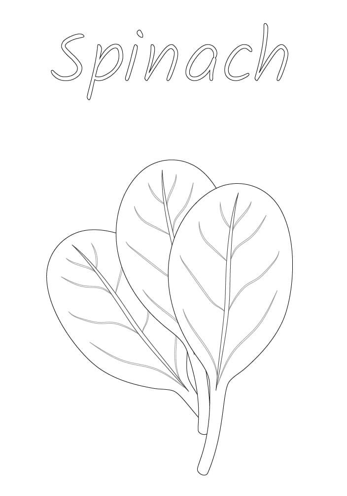 spinach coloring page with the word spinach on it and two green leafy plants