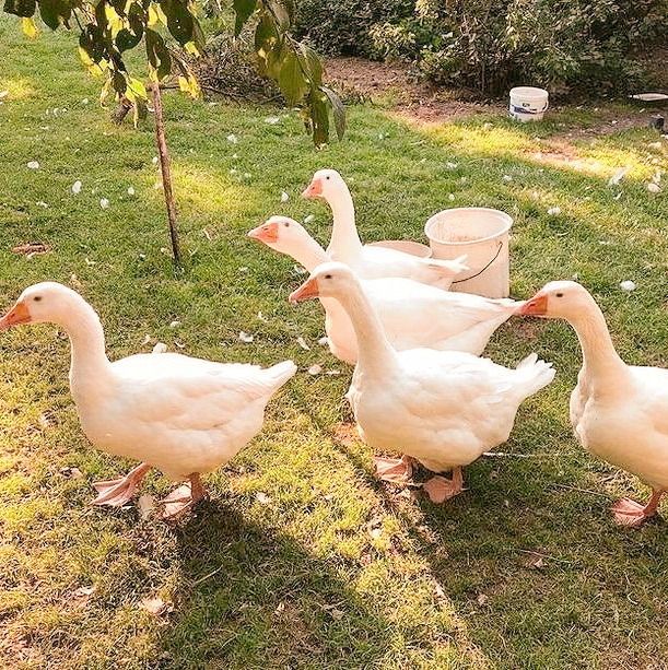 four ducks are walking around in the grass near a tree and buckets on the ground