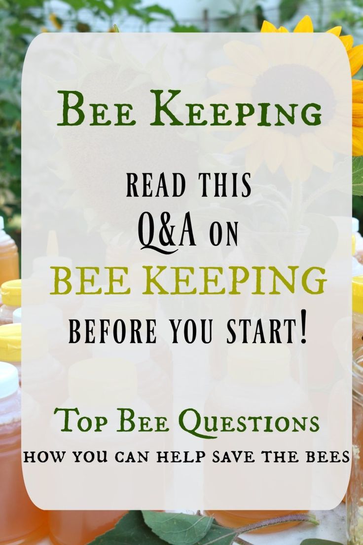 bee keeping sign with honey jars and sunflowers in the background text reads bee keeping read this q & a on bee keeping before you start