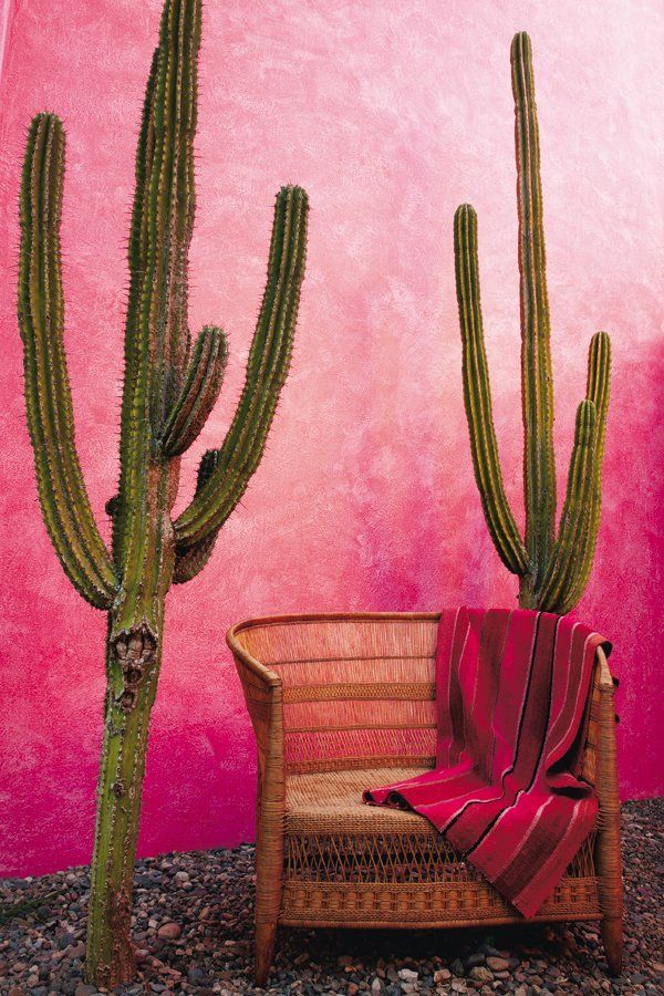 two cactus plants next to a couch in front of a pink wall with a red blanket on it