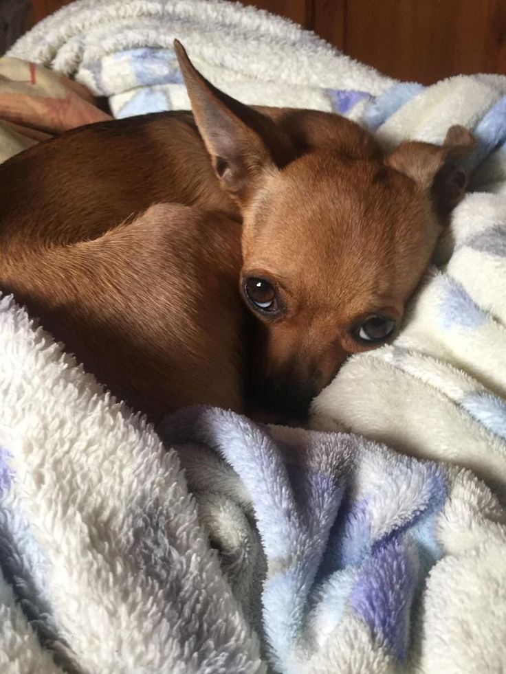 a small brown dog laying on top of a blanket