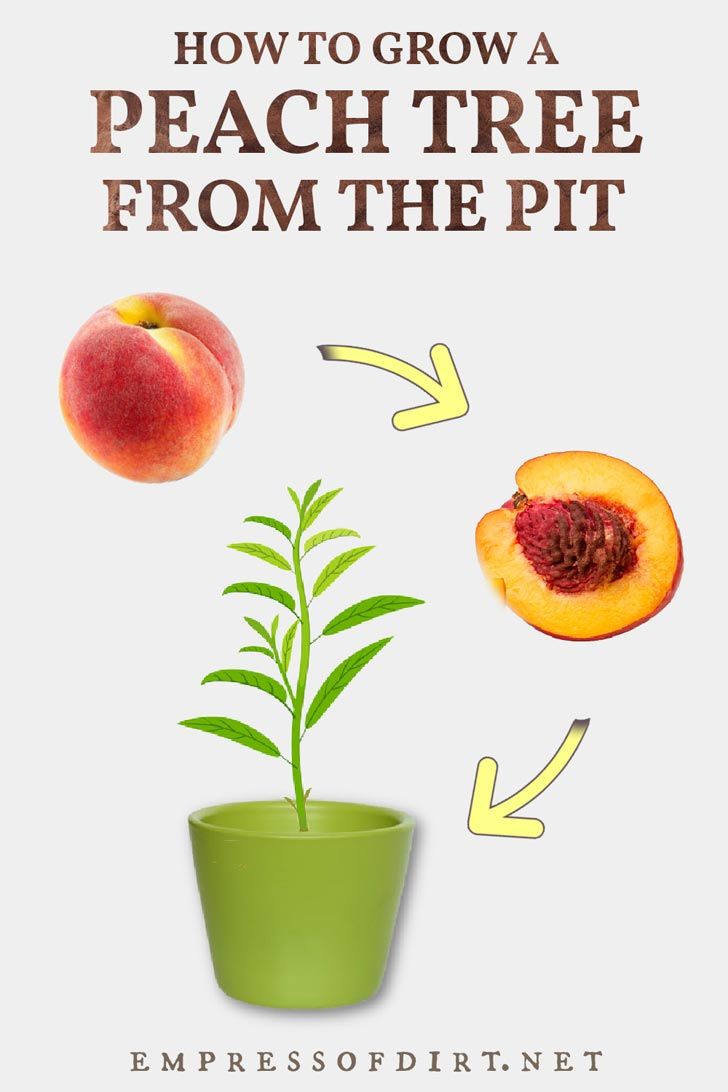 how to grow a peach tree from the pit by empressodirtnet