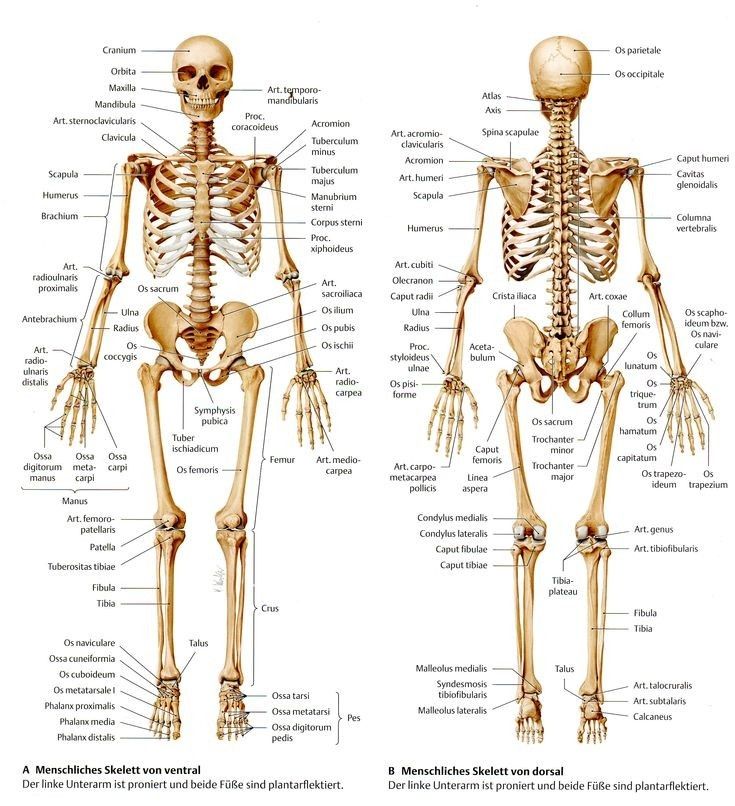 the human skeleton and its major skeletal systems are shown in two separate views, one showing the