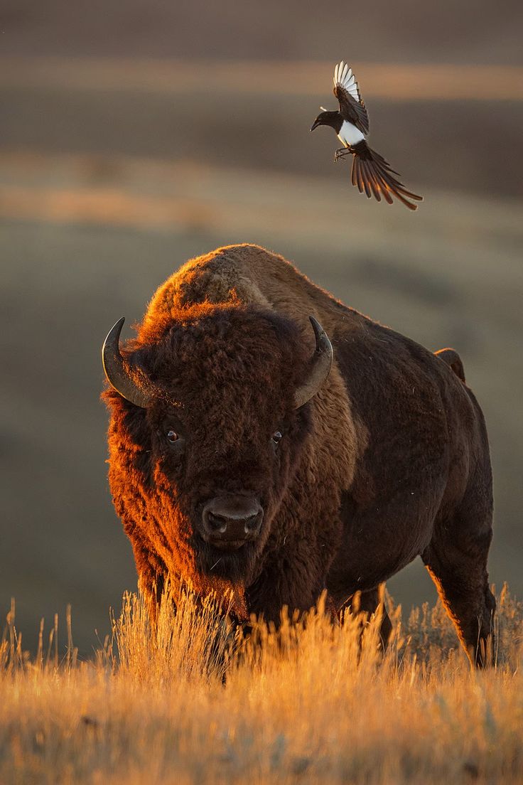 a bird is flying over a bison in the wild