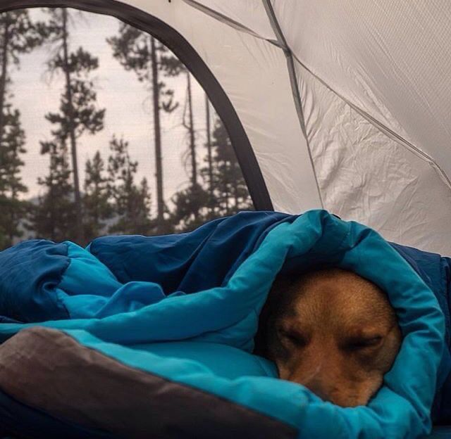 a dog is sleeping in a tent with its head out