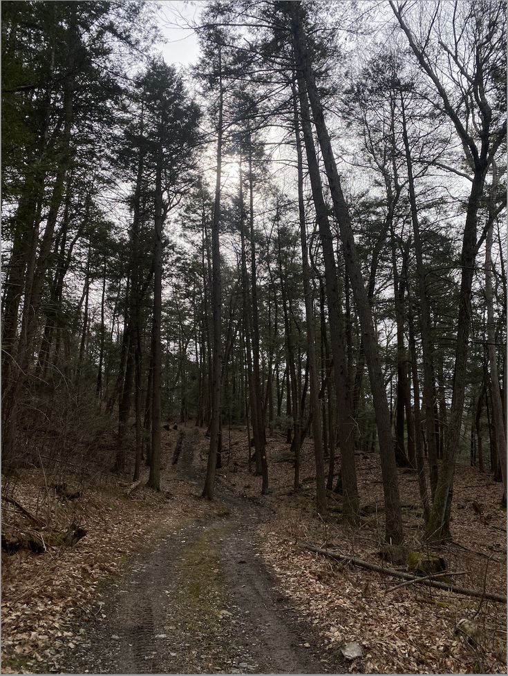 a dirt road in the middle of a forest