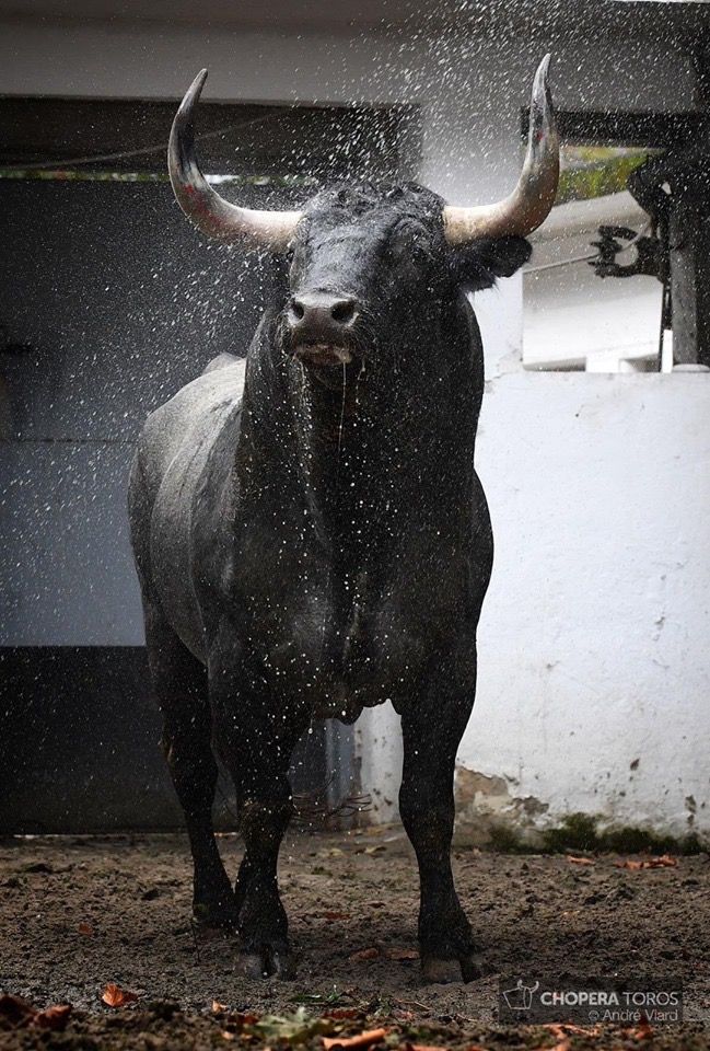 a bull is standing in the dirt and spraying water on it's back legs