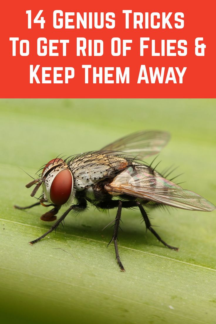 Fly Repellant Diy Outdoors, Fly Repellant Diy, Natural Bug Killer, Homemade Fly Traps, Homemade Bug Repellent, Repellent Diy, Diy Bug Repellent, Fly Infestation, Bug Spray Recipe