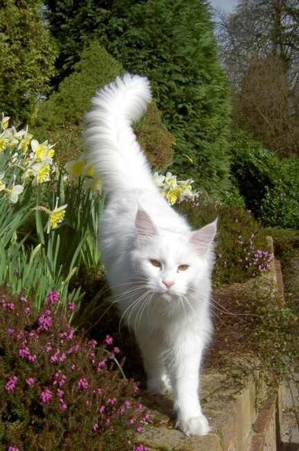 a white cat is walking on the side of a stone wall near flowers and trees