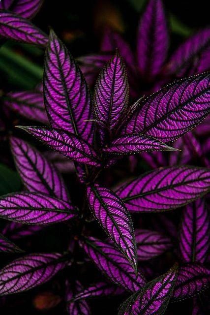 purple leaves with green stems in the background