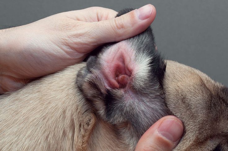 a person holding a small dog's head with it's paw on its face