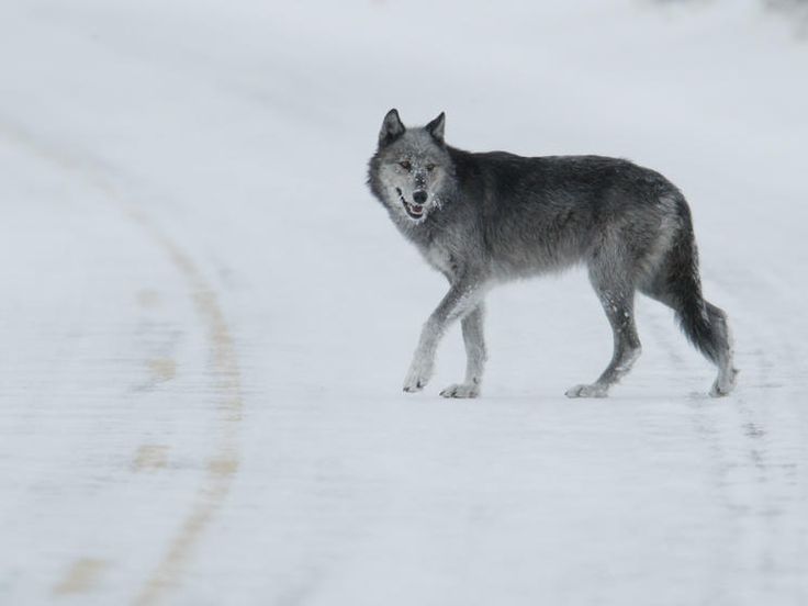 a wolf is walking in the snow with his mouth open