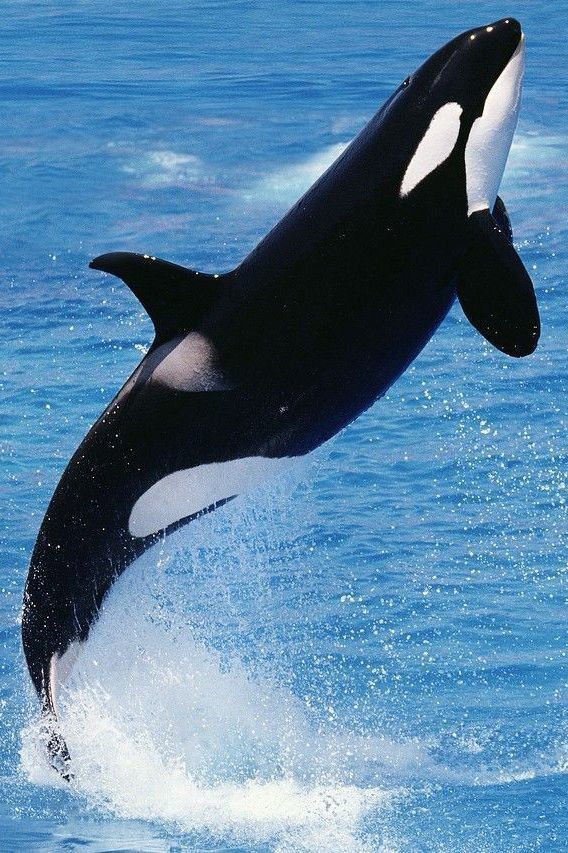 an orca jumping out of the water with it's front legs in the air