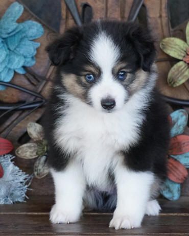 a black and white puppy sitting on top of a wooden table