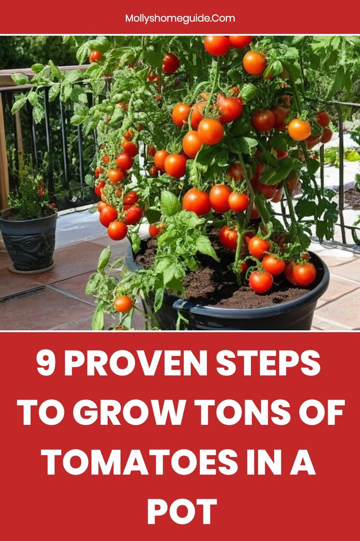 tomatoes growing in a pot with the title 9 proven steps to grow tons of tomatoes in a pot