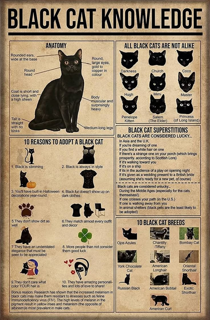 a black cat poster with instructions on how to care for it's black cats