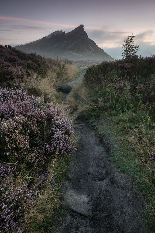 a dirt path leading to a mountain with purple flowers on the ground and grass in the foreground