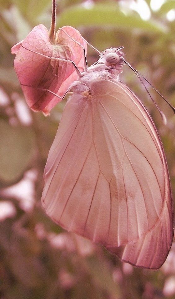 a butterfly sitting on top of a pink flower next to a quote that reads if you need to be right, you are great and basic