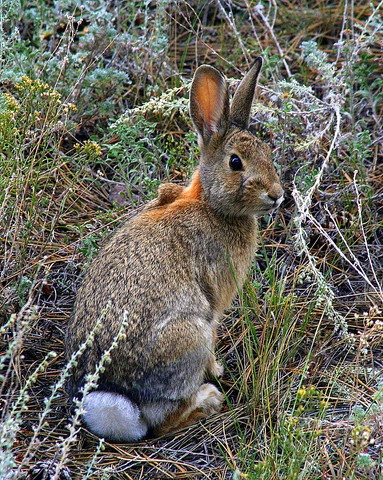 a rabbit sitting in the middle of some bushes and grass, looking at the camera