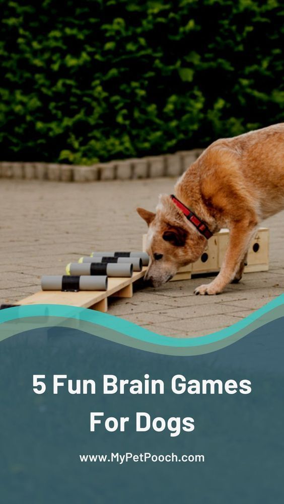 Brain Games 4 Dogs by Vi Dog Play Ideas, Commands For Dogs, Dog Brain Games, Games For Dogs, Crate Training Dog, Animal Humor Dog, Aggressive Dogs, Dogs Leash, Gsp Dogs