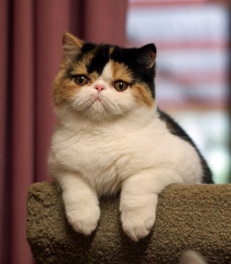 a cat sitting on top of a scratching post