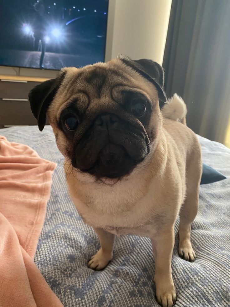 a small pug dog standing on top of a bed next to a tv monitor