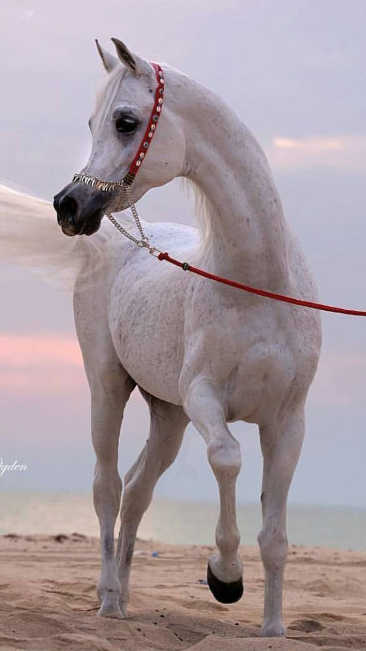 a white horse standing on top of a sandy beach