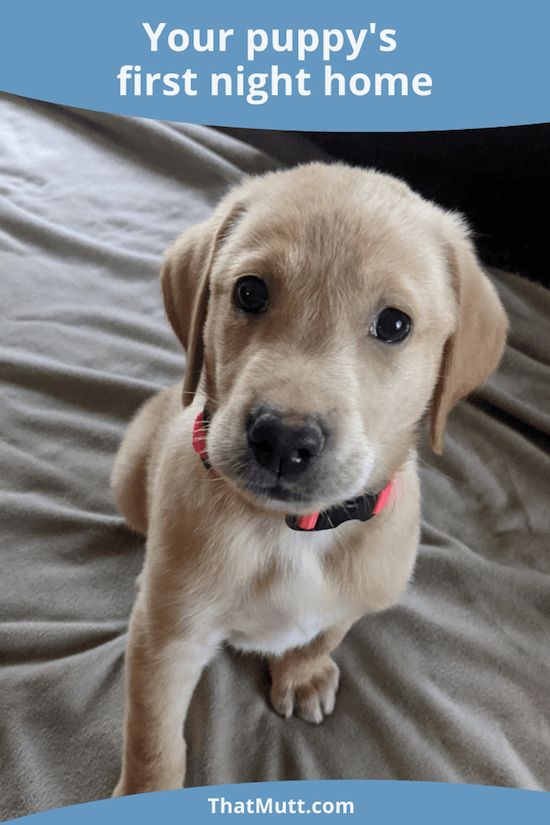 a brown puppy sitting on top of a bed next to a blue sign that says, your puppy's first night home