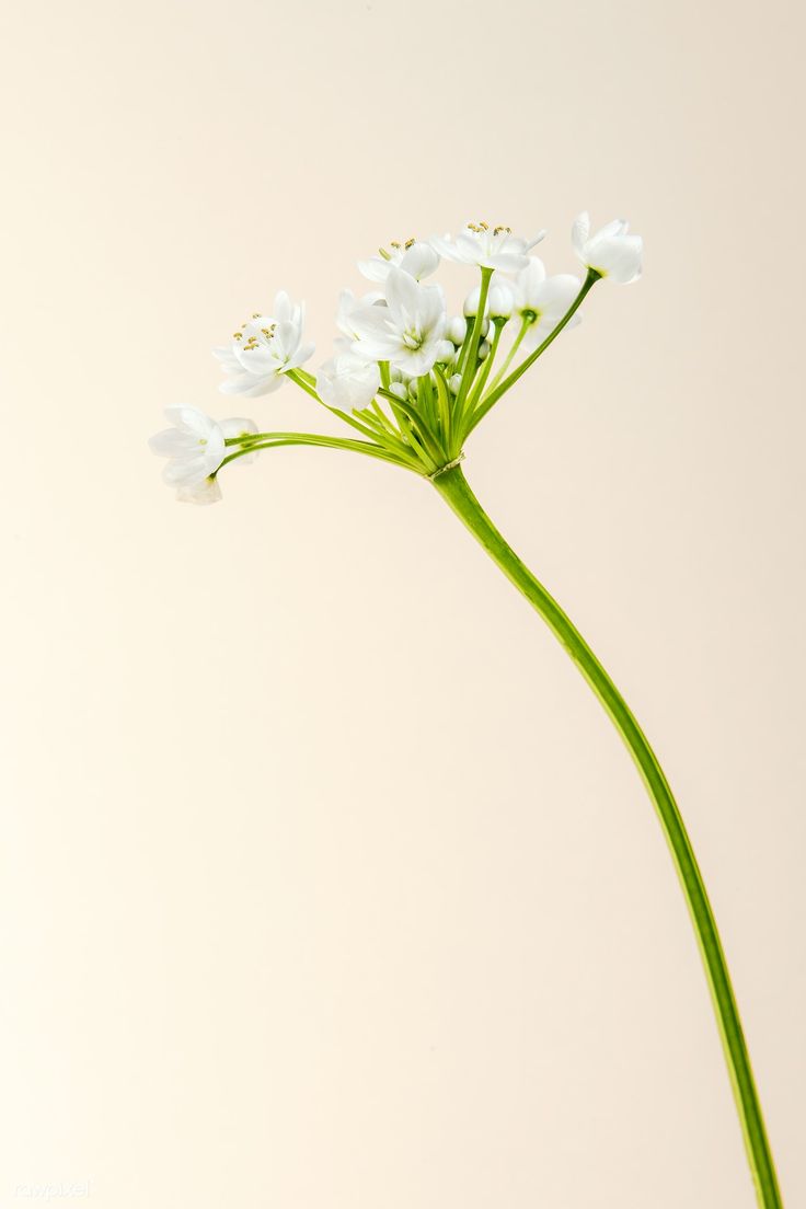 white flowers are in a vase on a table