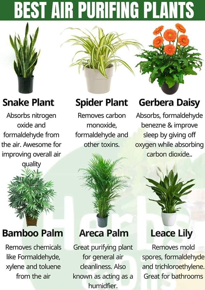 the best air puriing plants for houseplants and other indoor plant care