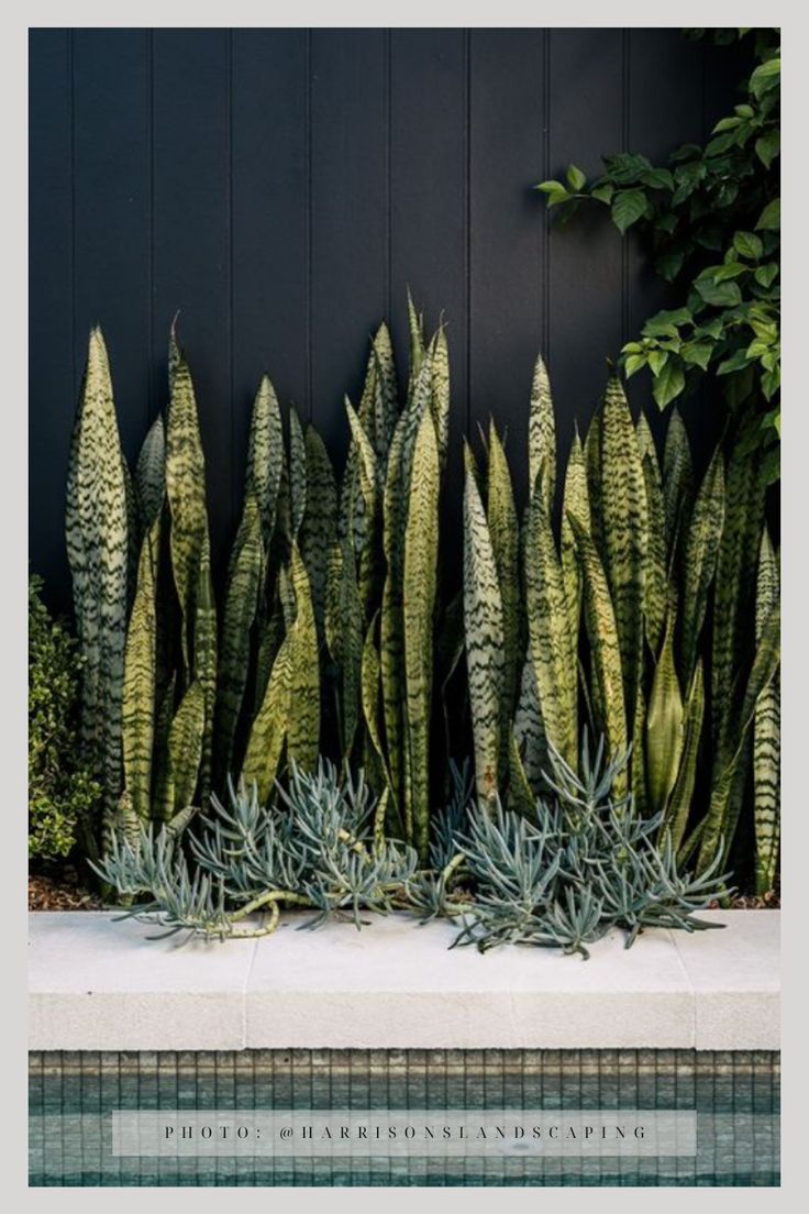 some very pretty green plants by the side of a swimming pool in front of a black wall