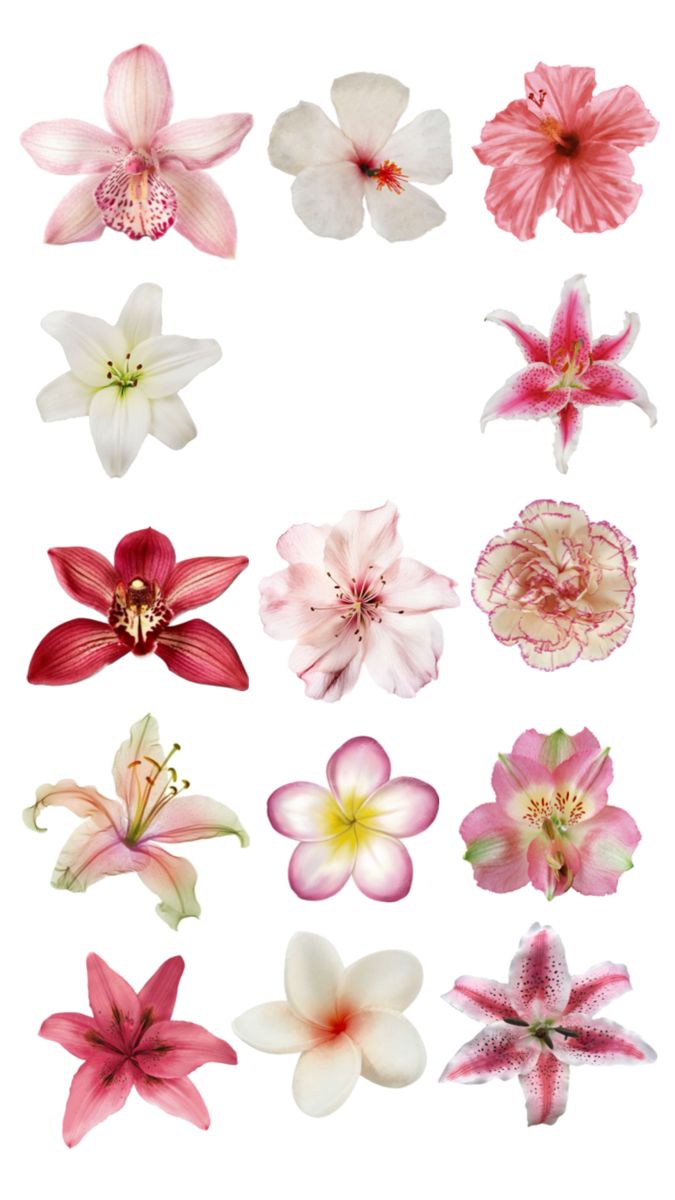 a bunch of different types of flowers on a white background, including pink and white lilies