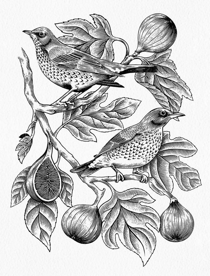 two birds sitting on top of a tree branch next to leaves and nuts in black and white