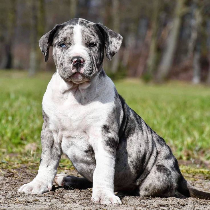 a gray and white dog sitting on top of a dirt field next to grass with trees in the background