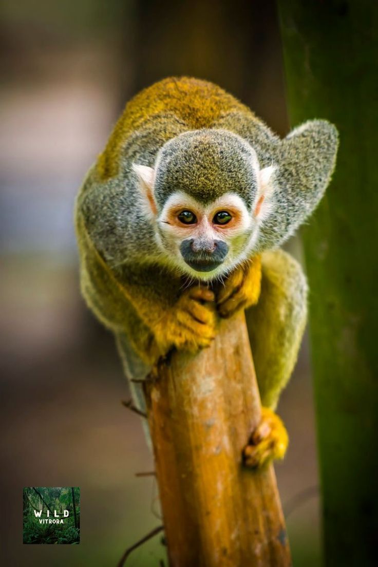 a small monkey sitting on top of a tree branch