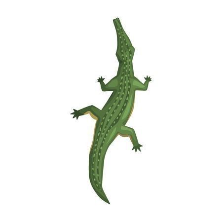 an image of a green lizard on white background