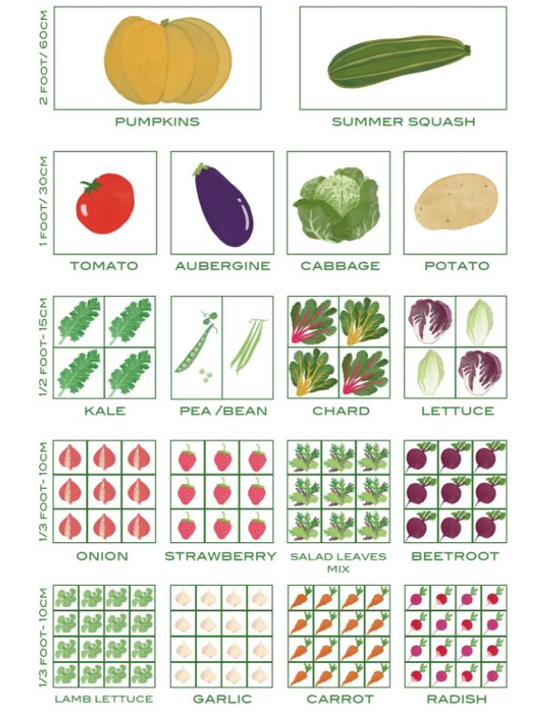 an image of vegetables and their names