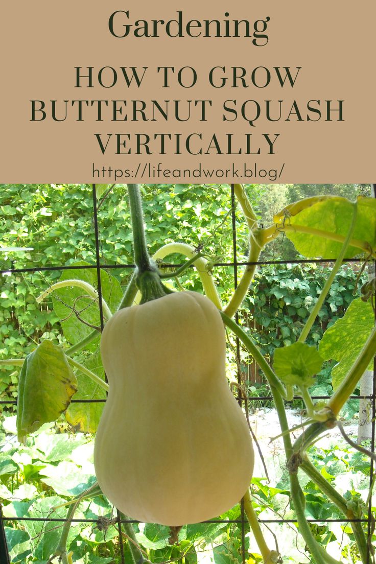 an eggplant growing in a garden with the words gardening how to grow butternut squash vertically