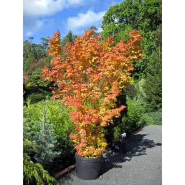 an orange and yellow tree in a pot on the side of a road next to some bushes