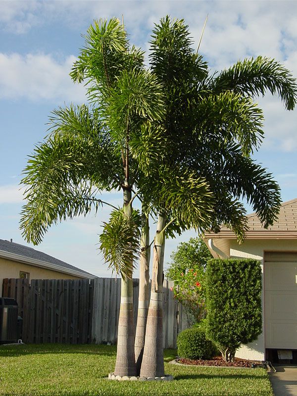 a palm tree in front of a house