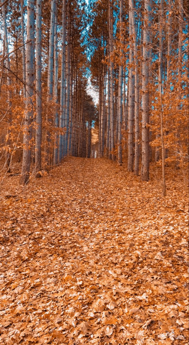 a path in the middle of a forest with lots of leaves on the ground and trees all around