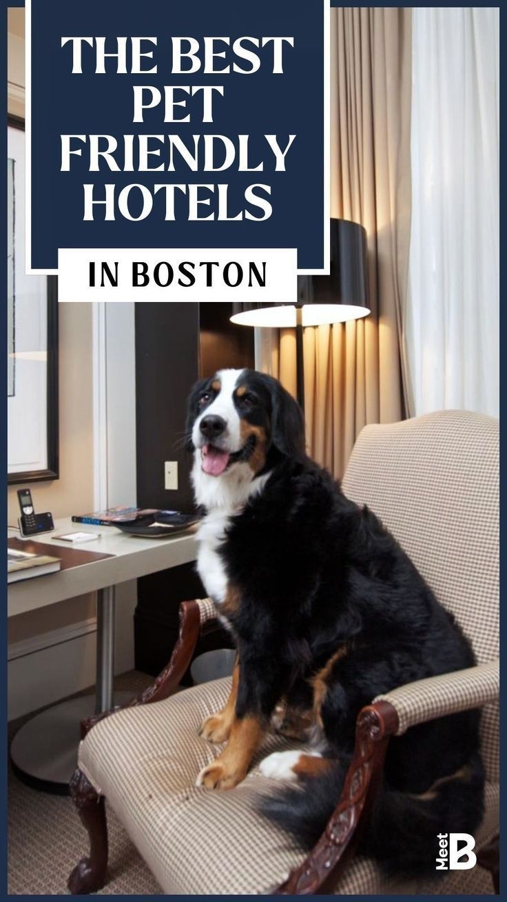 a dog sitting on top of a chair in front of a desk with the words, the best pet friendly hotels in boston