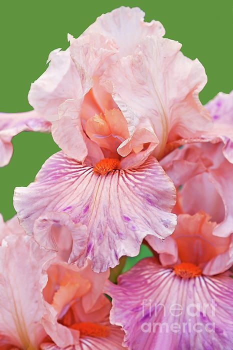 some pink flowers with water droplets on them